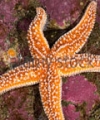 Immune Properties Corroborated By A. Rubens Sea Star Igkappa Gene