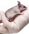 Evaluation of Pharmacologically Interesting Dose Range of Ascorbic Acid in Mice