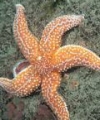 Cell-Mediated and Humoral Immune Responses in the Sea-Star Asterias Rubens (Echinoderm): Notion of Invertebrate Primitive Antibody